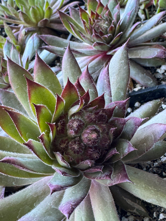 *RETAIL - Sempervivum 'Honoree'