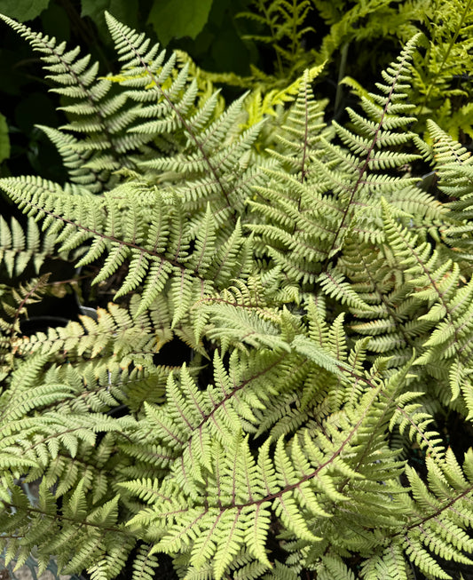 *RETAIL - Athyrium 'Godzilla'