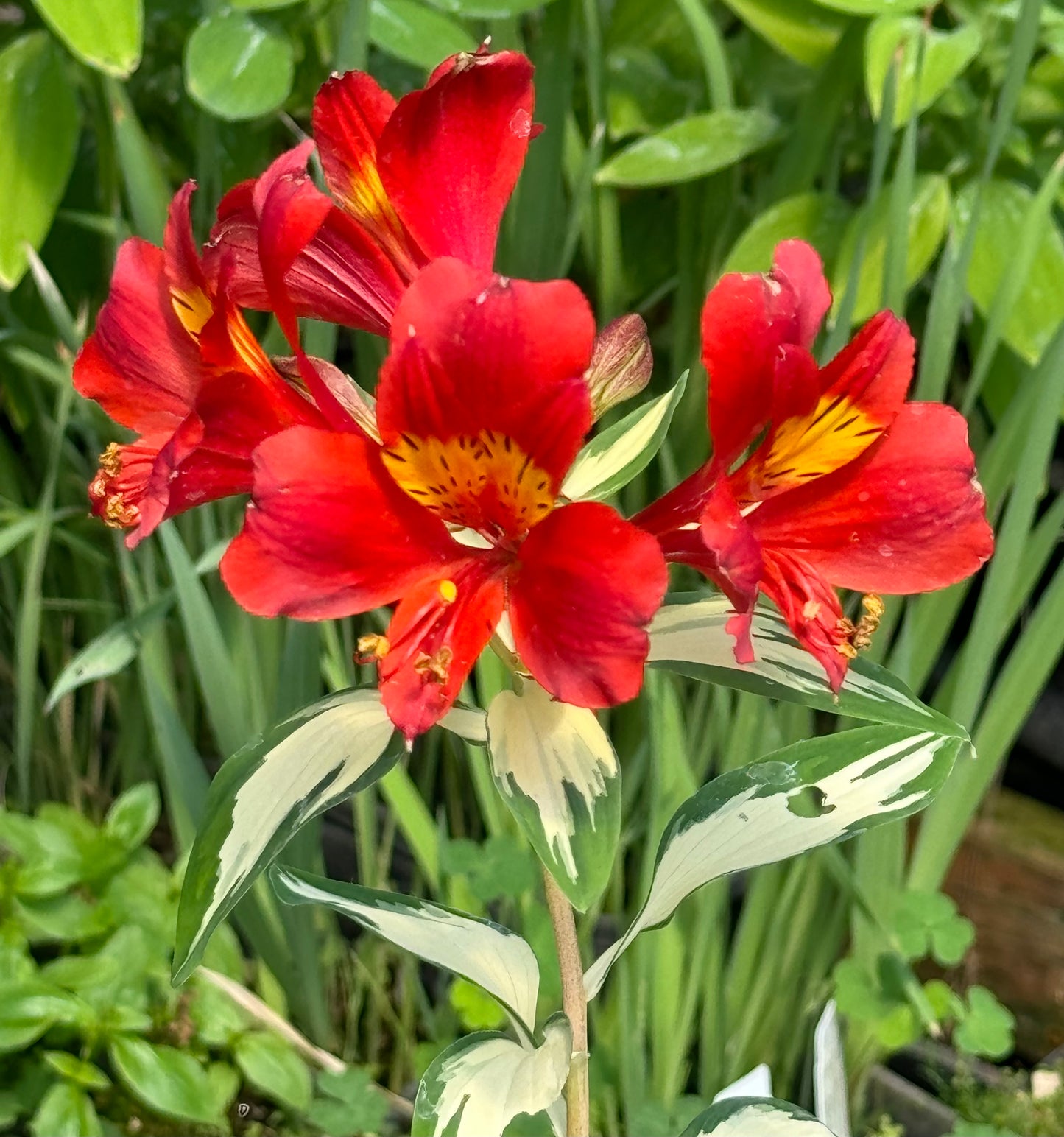 Alstroemeria 'Rock N Roll'
