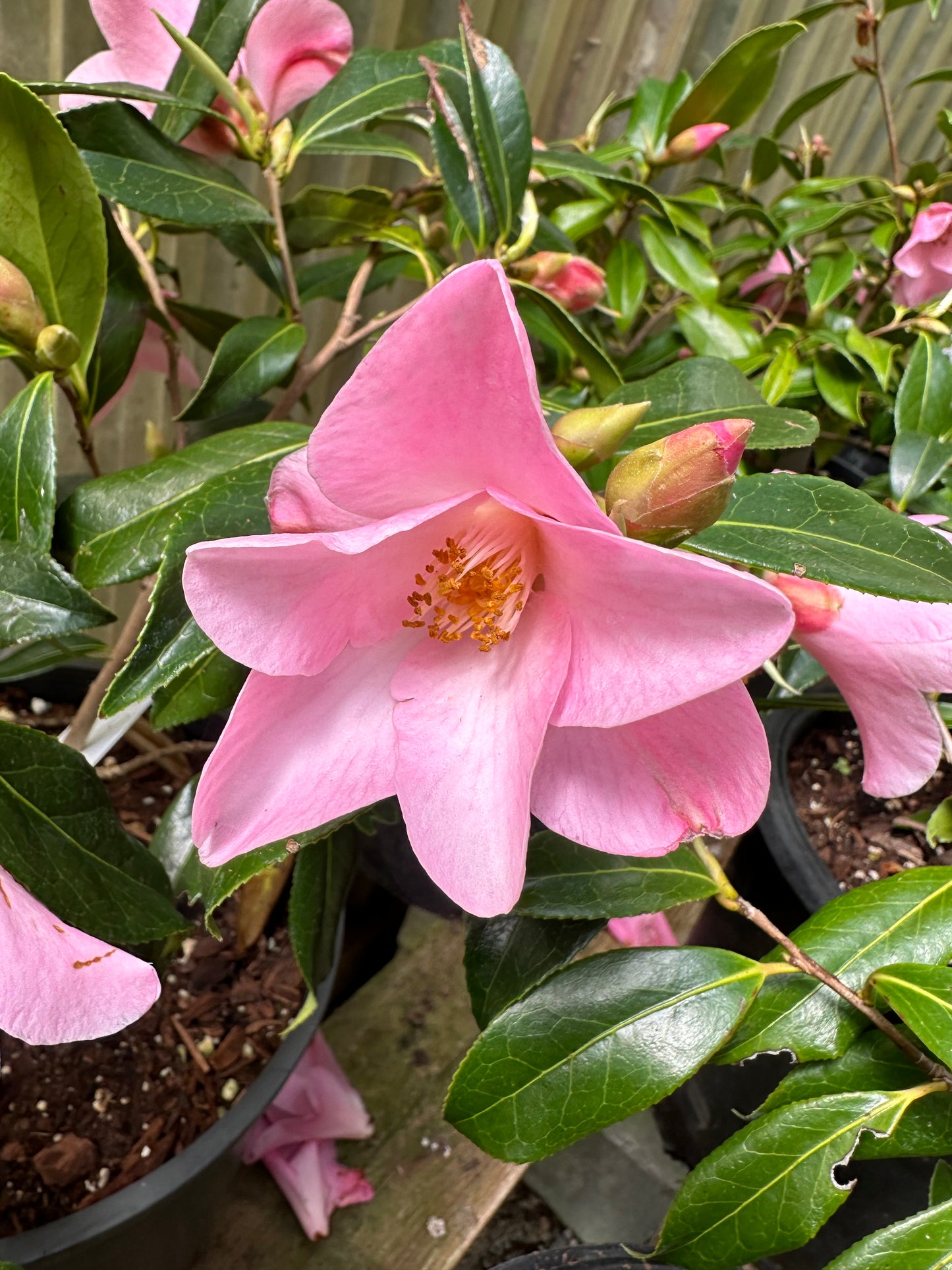 *RETAIL - Camellia x williamsii 'Holland Orchid'