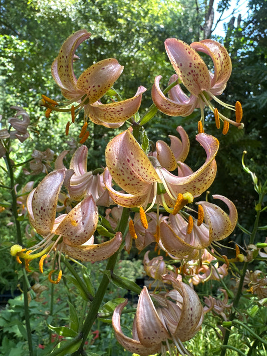 *RETAIL - Lilium martagon 'Fairy Morning'