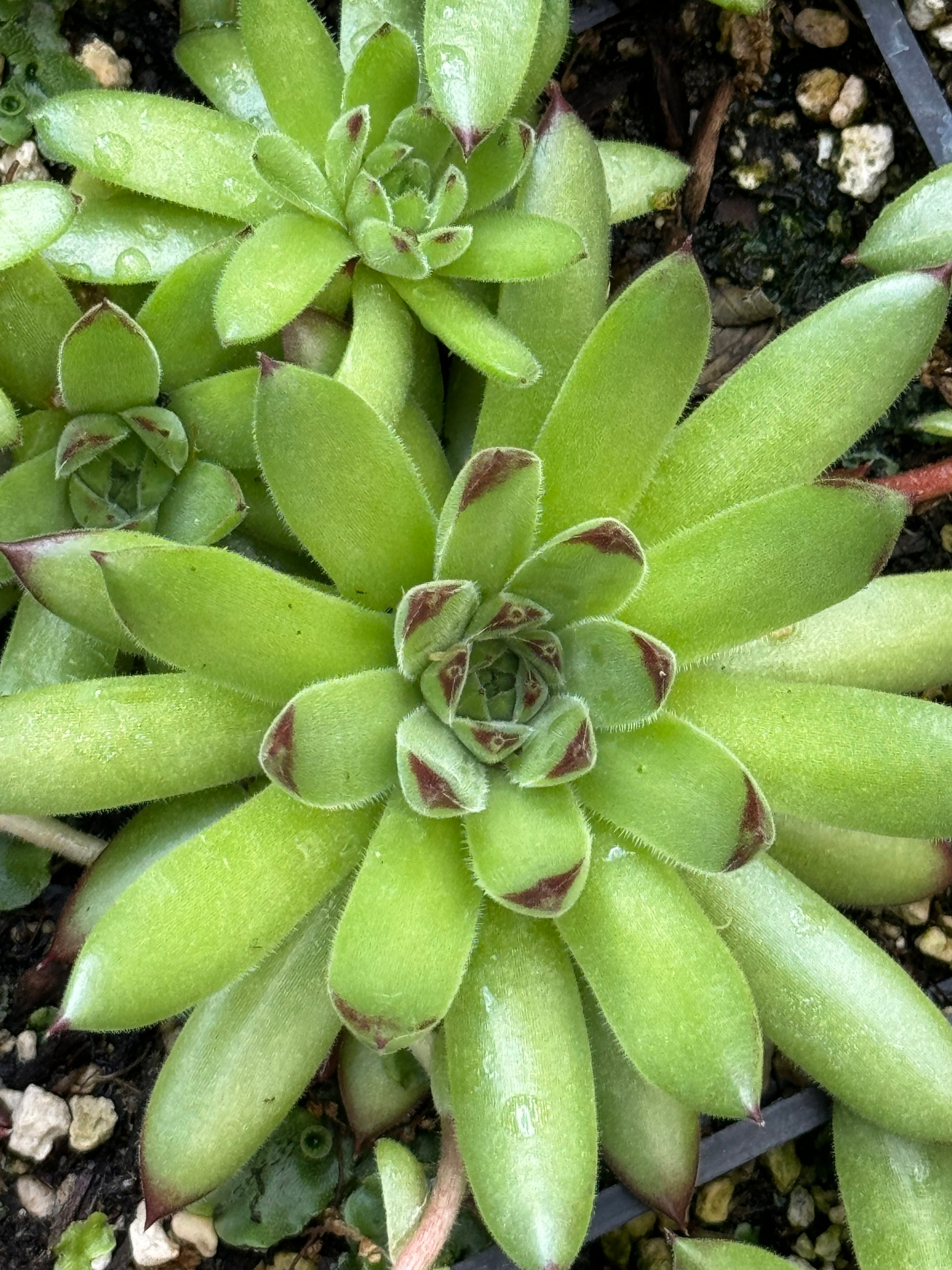 are sempervivum succulents Sempervivum 'Karola' – Cistus Nursery