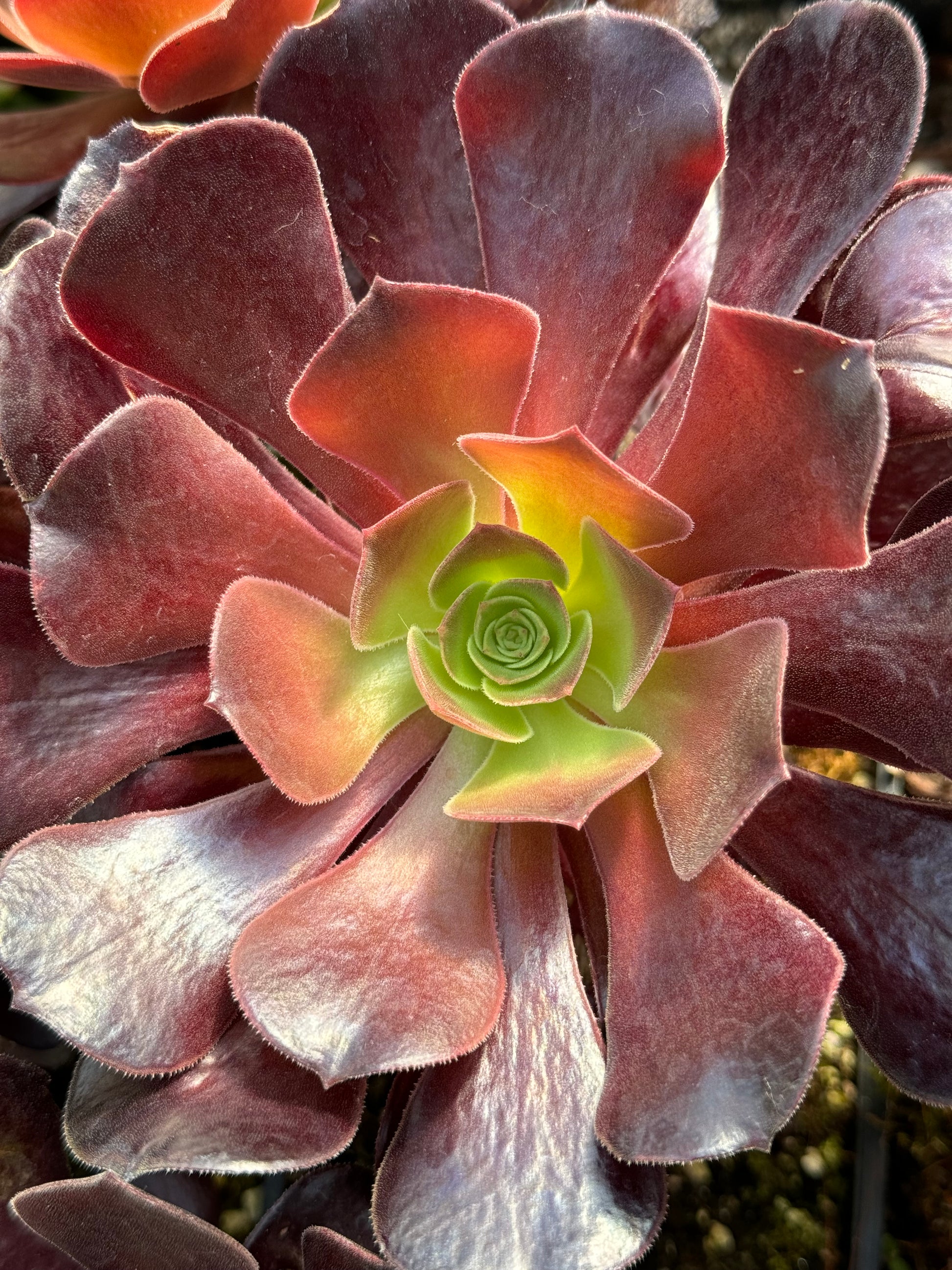 red aeonium succulent RETAIL