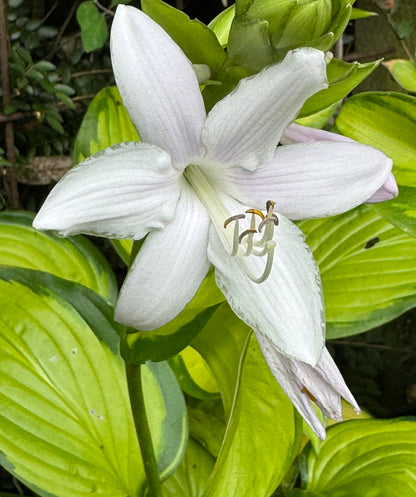 *RETAIL - Hosta 'Stained Glass'