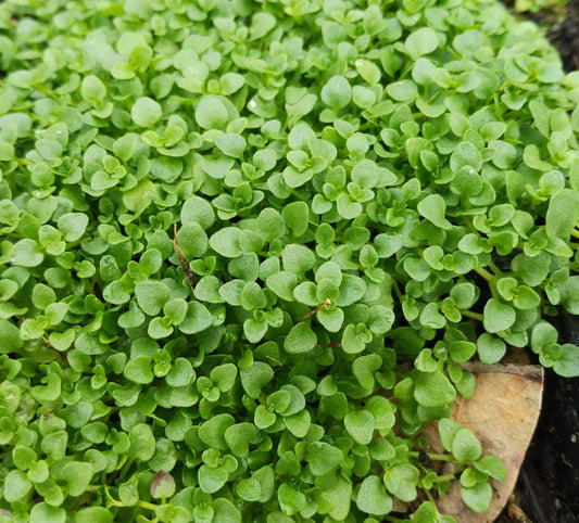 *RETAIL - Mentha requienii