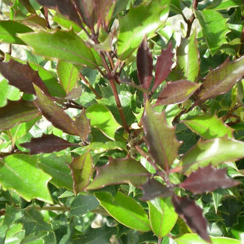 *RETAIL - Osmanthus heterophyllus 'Purpureus' – Cistus Nursery