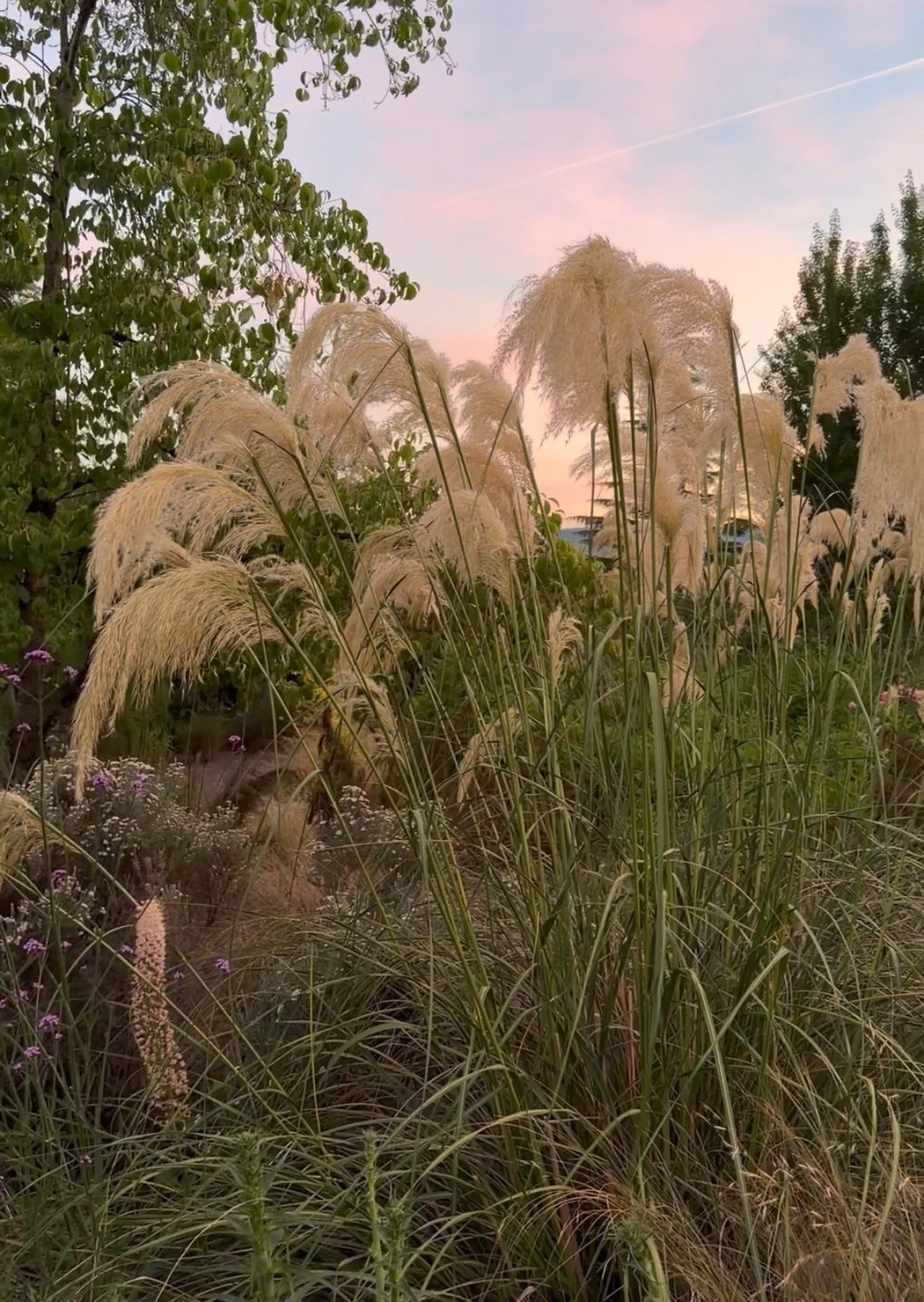Austroderia richardii
