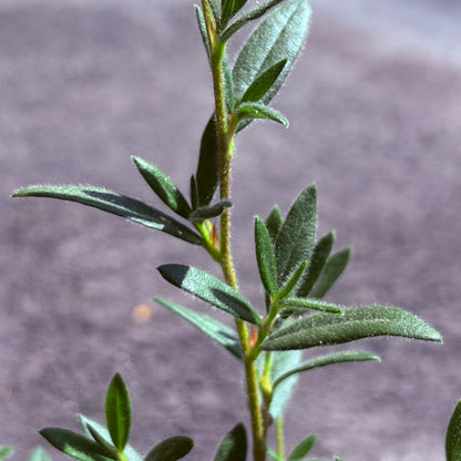 *RETAIL - Cercocarpus ledifolius