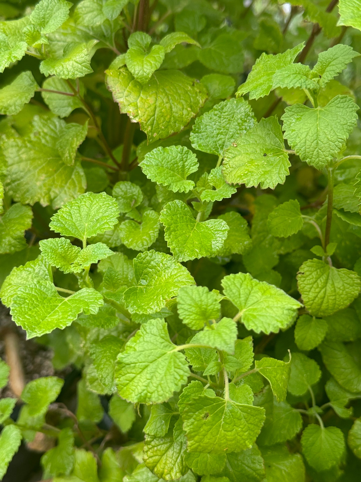 *RETAIL - Salvia regla 'Jame'