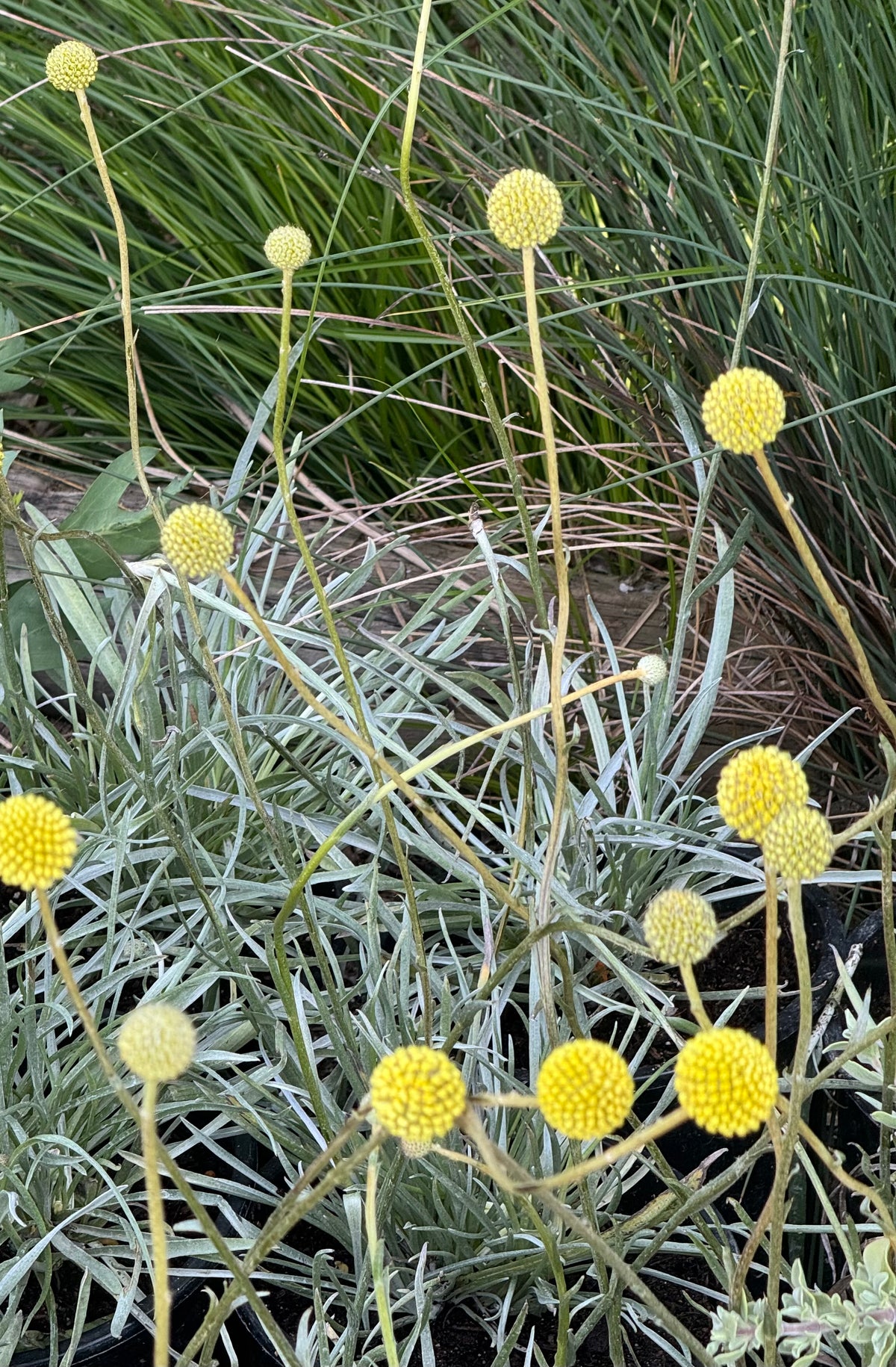 Craspedia globosa – Cistus Nursery