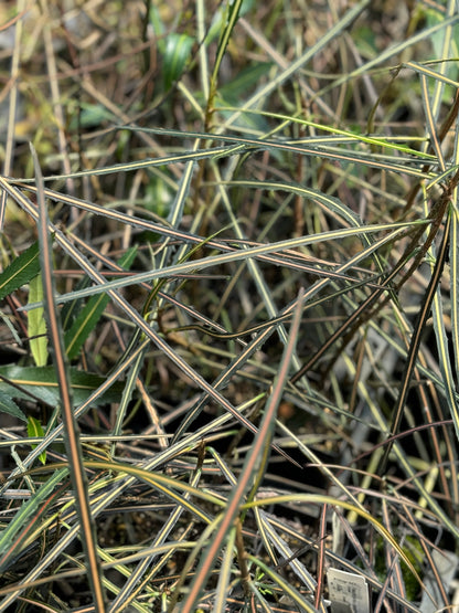 Pseudopanax crassifolius