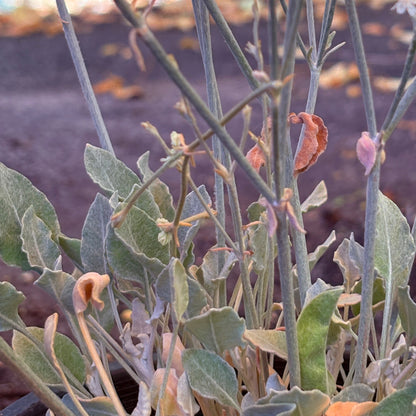 *RETAIL - Eriogonum niveum
