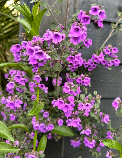 *RETAIL - Prostanthera rotundifolia