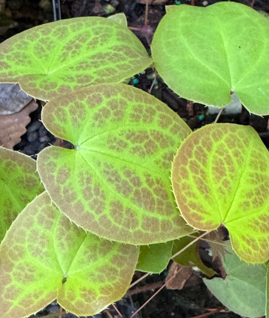 *RETAIL - Epimedium x versicolor 'Sulphureum'