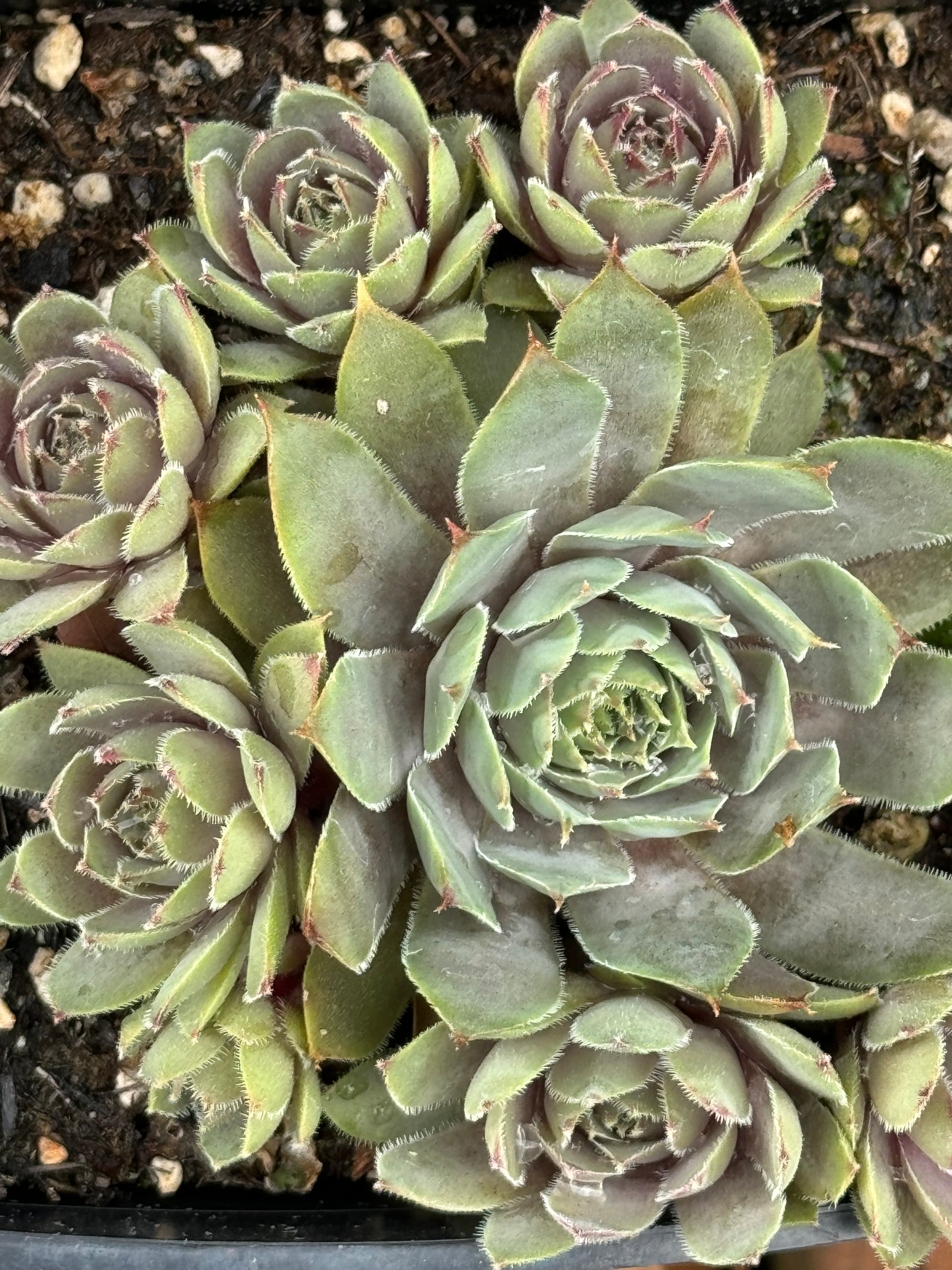 succulents pacific northwest Sempervivum 'Pacific Lilac' – Cistus Nursery
