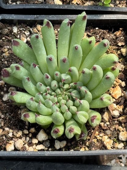*RETAIL - Sempervivum calcareum ‘Monstrosum'