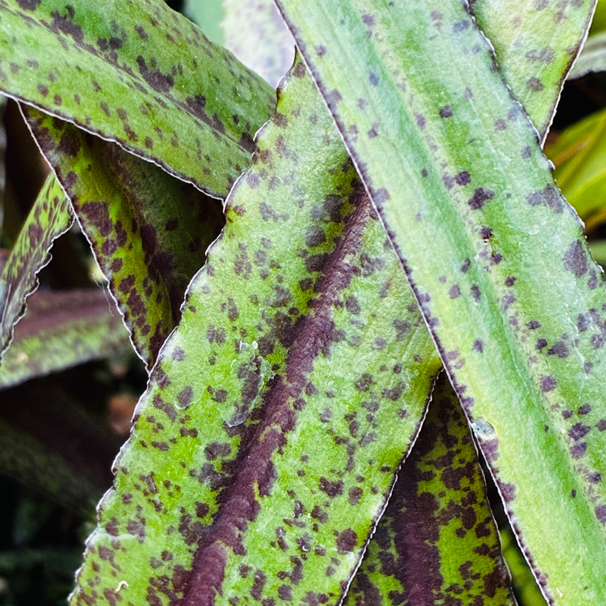Eucomis 'Dark Star'