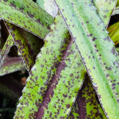 Eucomis 'Dark Star'