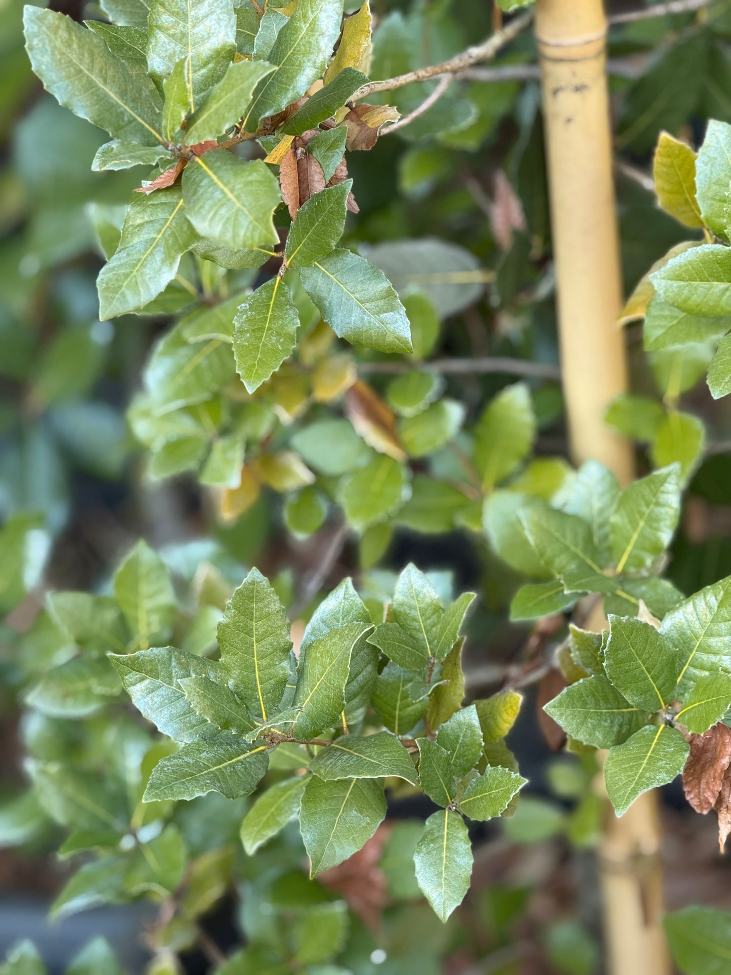 *RETAIL - Quercus ilex