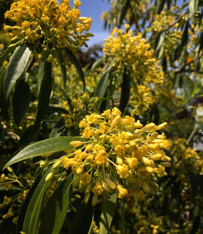 Pittosporum x 'Sappy'