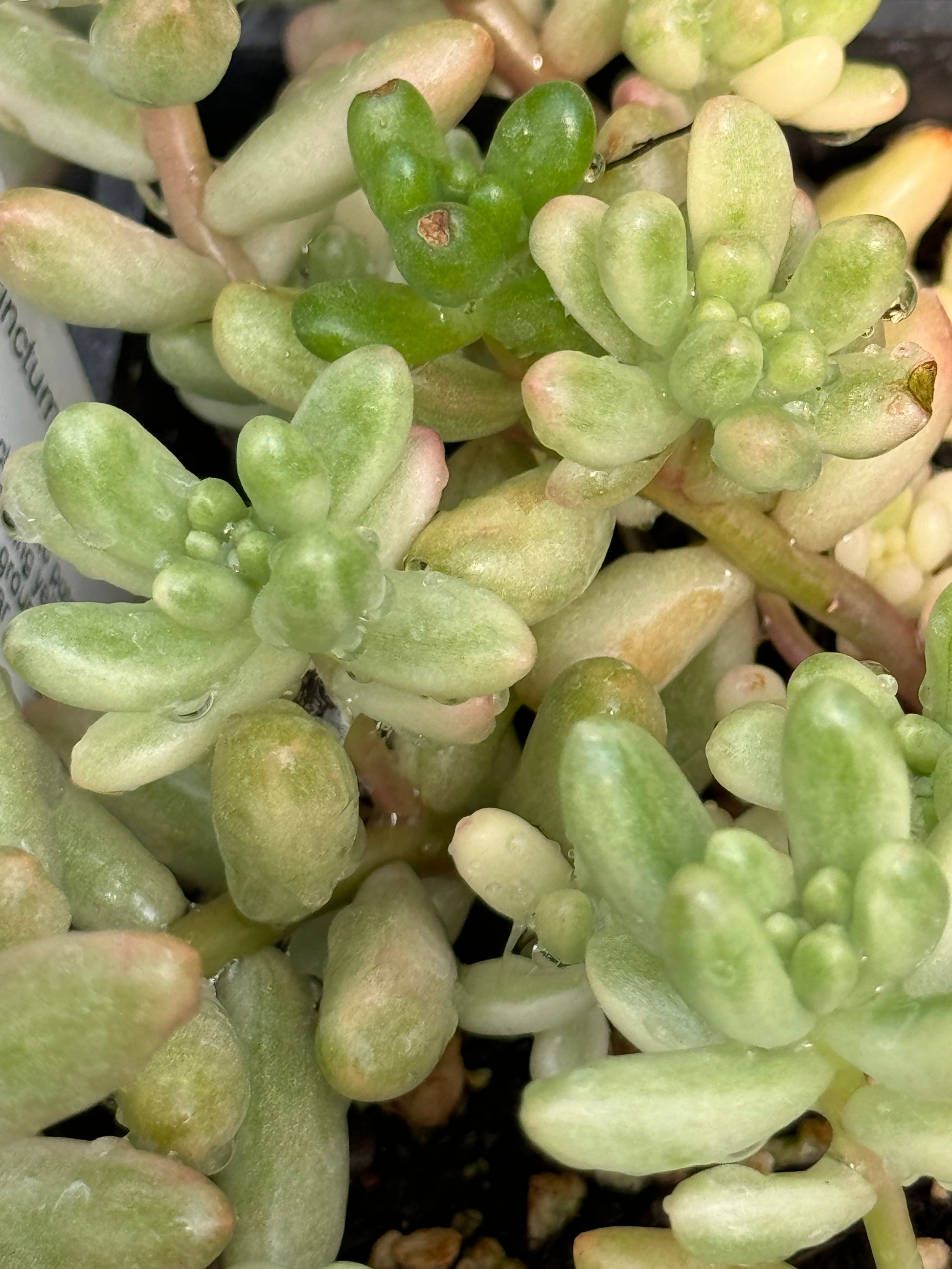 aurora succulent Sedum rubrotinctum 'Aurora' – Cistus Nursery