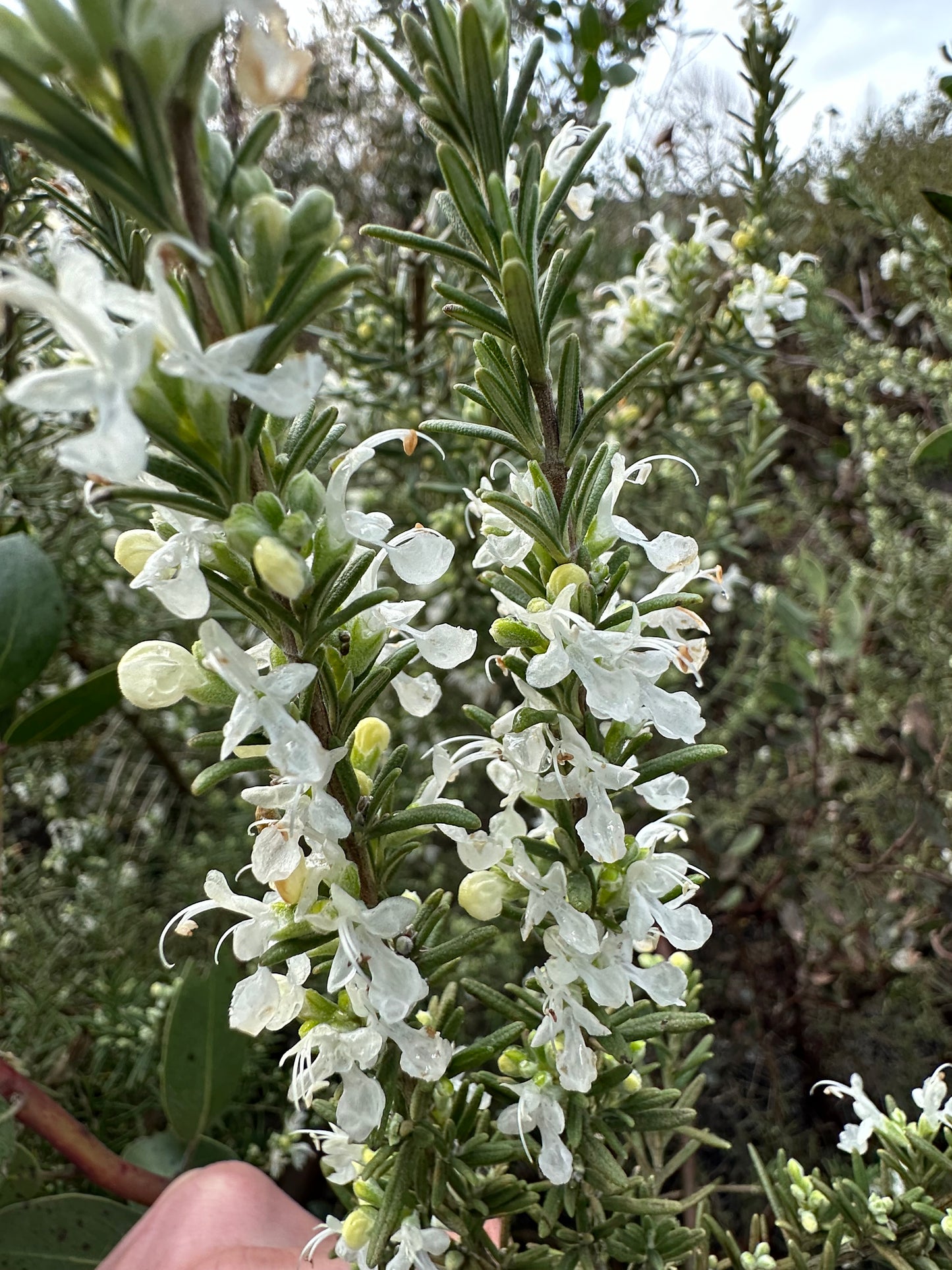 *RETAIL - Rosmarinus officinalis 'Albus'