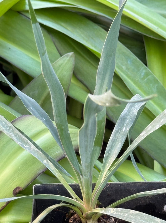 Yucca x 'Silver Anniversary'