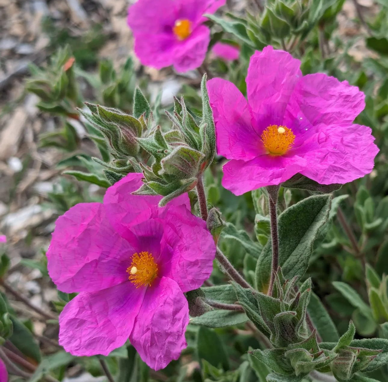 *RETAIL - Cistus x pulverulentus 'Sunset'