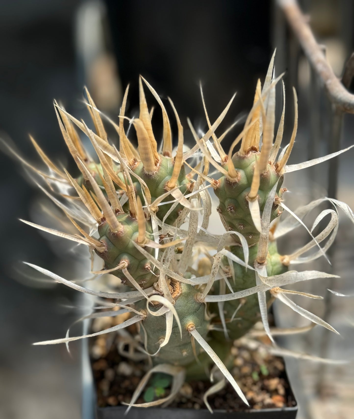 *RETAIL - Tephrocactus articulatus 'Silver Straw'