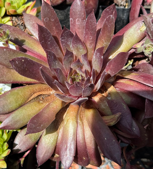 *RETAIL - Sempervivum 'Hallie'