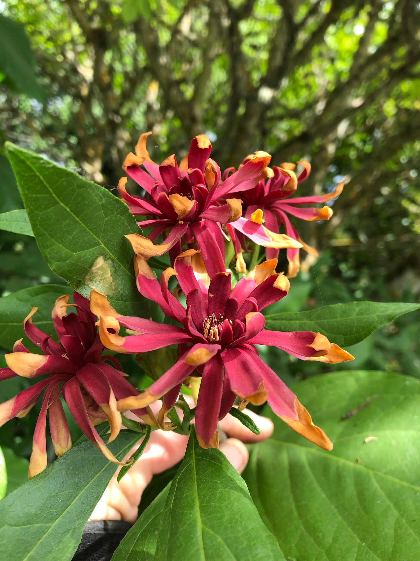 Calycanthus occidentalis - Jackson Co. Oregon