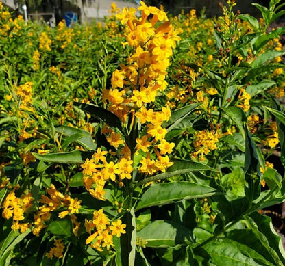 *RETAIL - Cestrum 'Orange Peel'