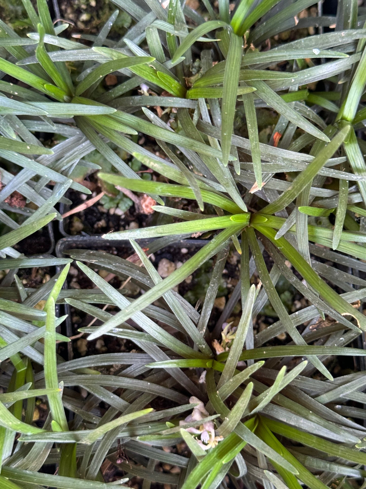 *RETAIL - Ophiopogon japonicus var. nana 'Minor'