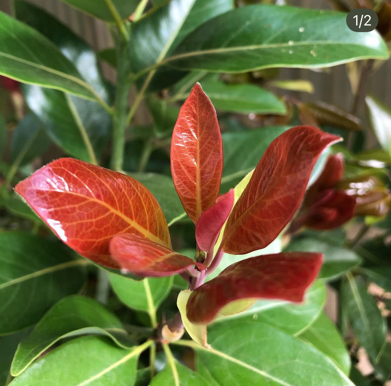 Machilus thunbergii – Cistus Nursery