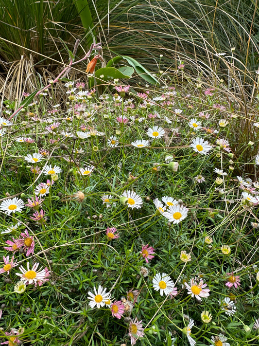 *RETAIL - Erigeron karvinskianus