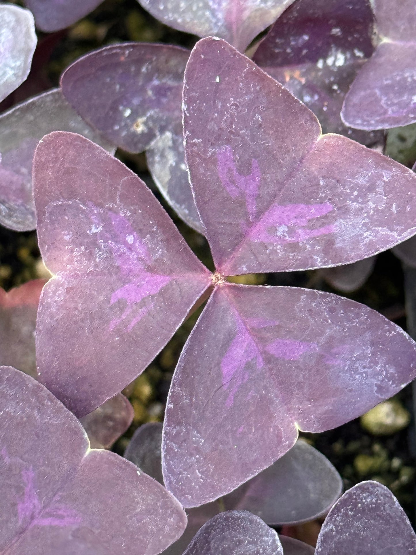 Oxalis triangularis 'Purpurea'