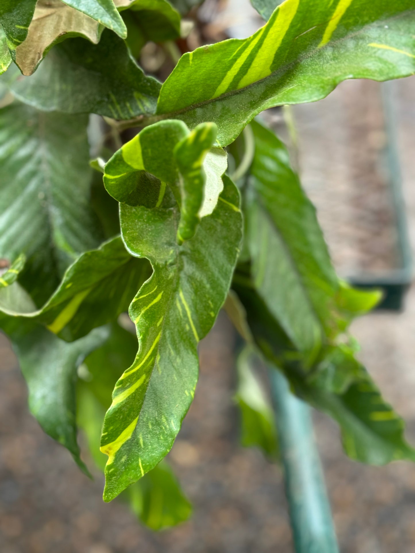 *RETAIL - Pyrrosia lingua 'Ogon Nishiki'