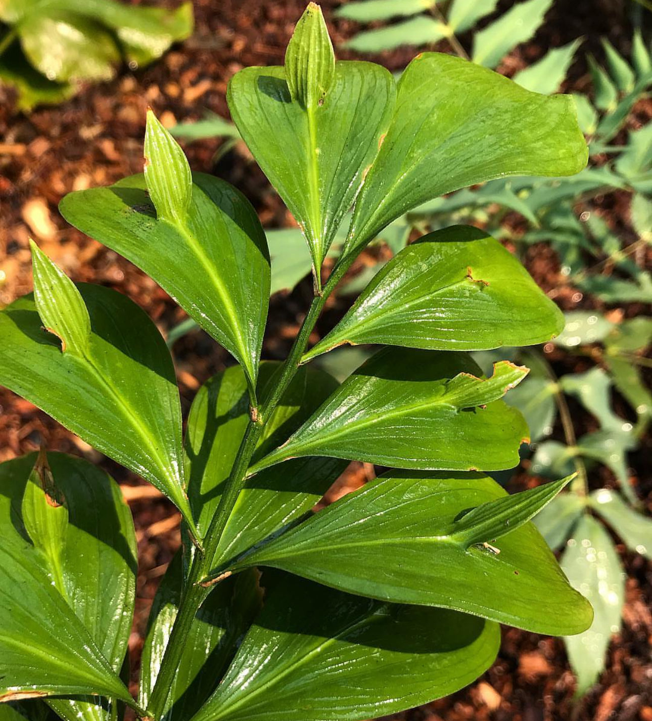 Ruscus hypoglossum