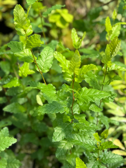 Nothofagus obliqua