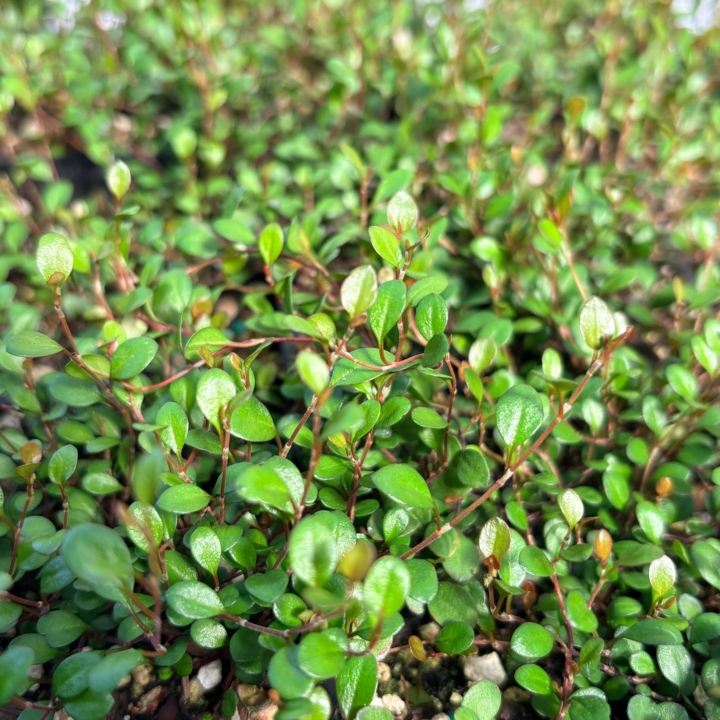 Muehlenbeckia axillaris 'Nana'
