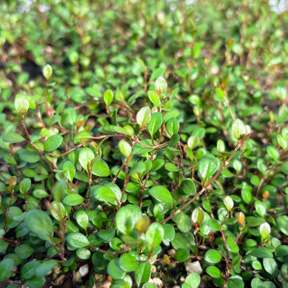 Muehlenbeckia axillaris 'Nana'