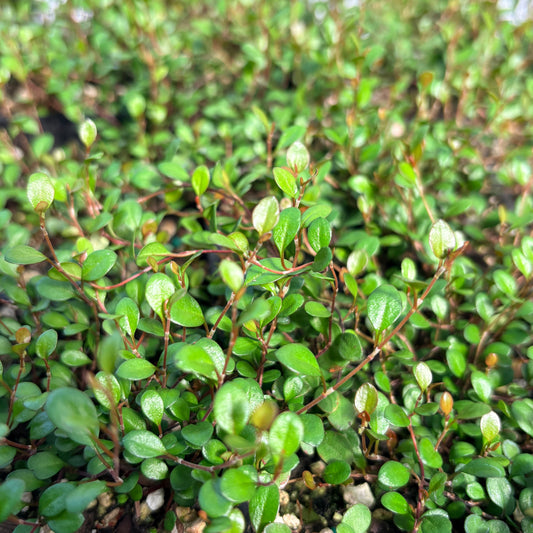 Muehlenbeckia axillaris 'Nana'
