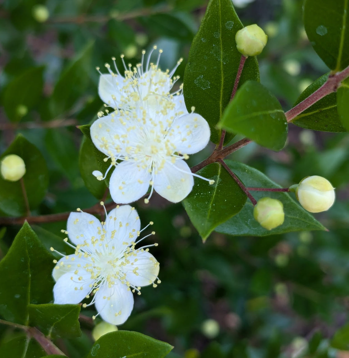 *RETAIL - Myrtus communis 'Andy's Hardy'