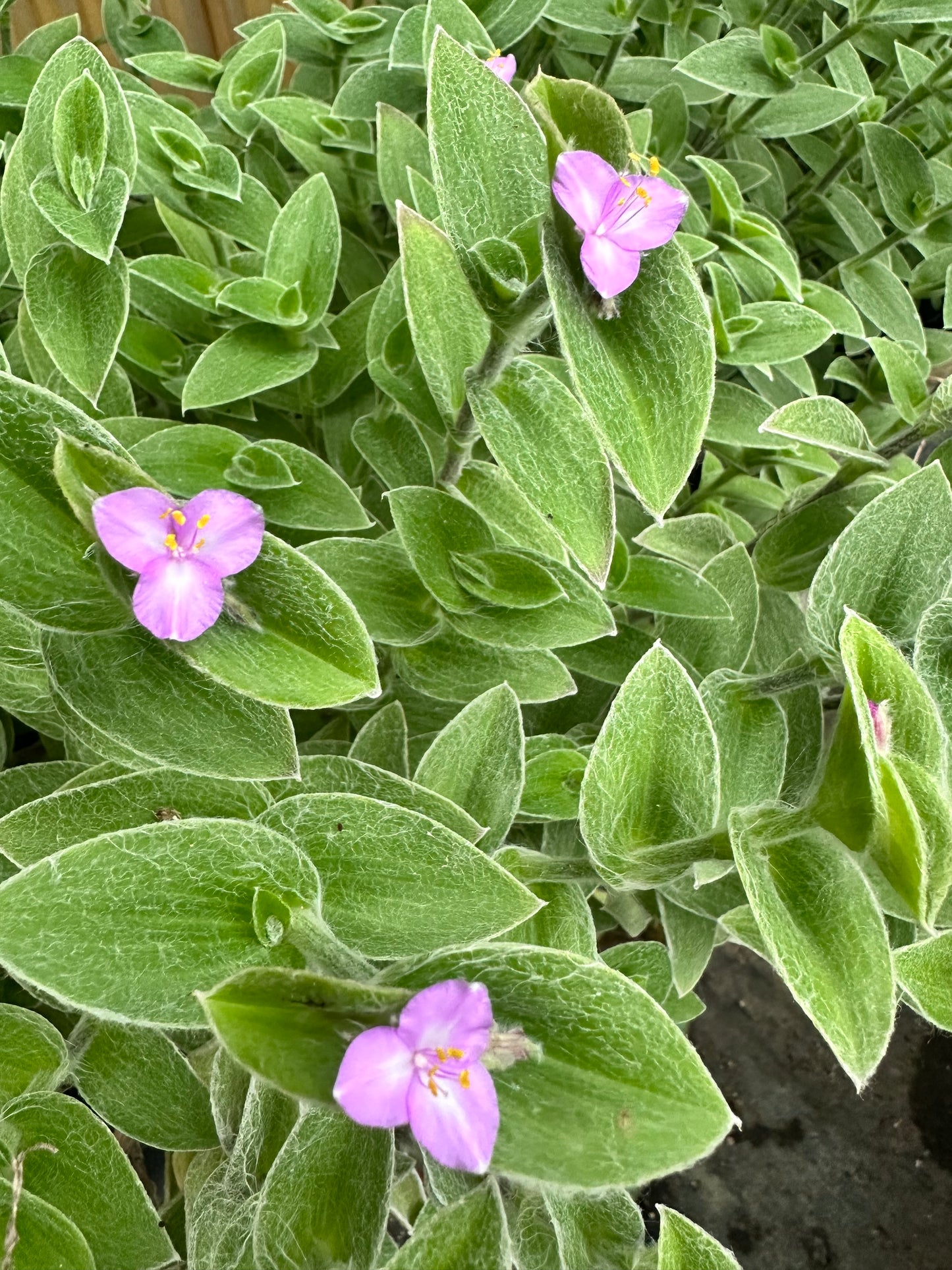 *RETAIL - Tradescantia sillamontana 'Hogan's Hero'