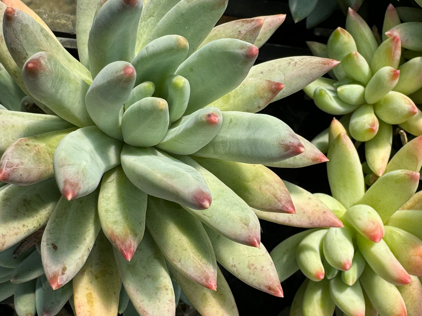 *RETAIL - Pachyphytum hookeri