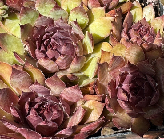 *RETAIL - Sempervivum 'Silberspitz'