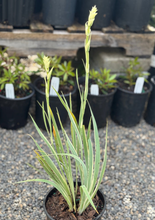 *RETAIL - Dietes iridiodes 'Variegata'