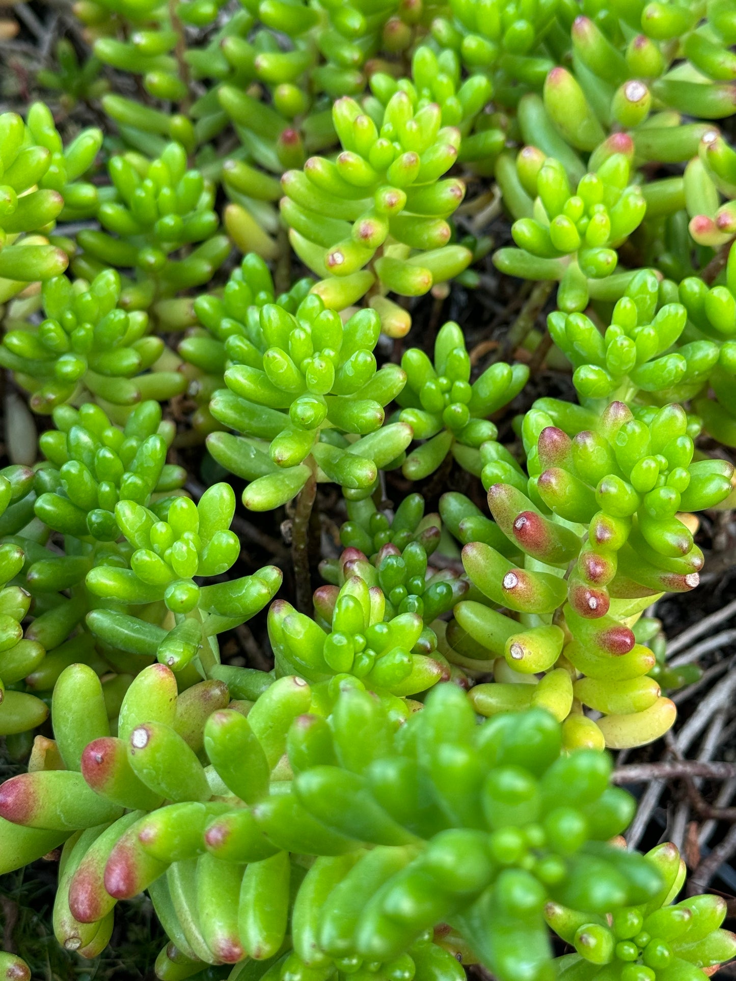 Sedum rubrotinctum