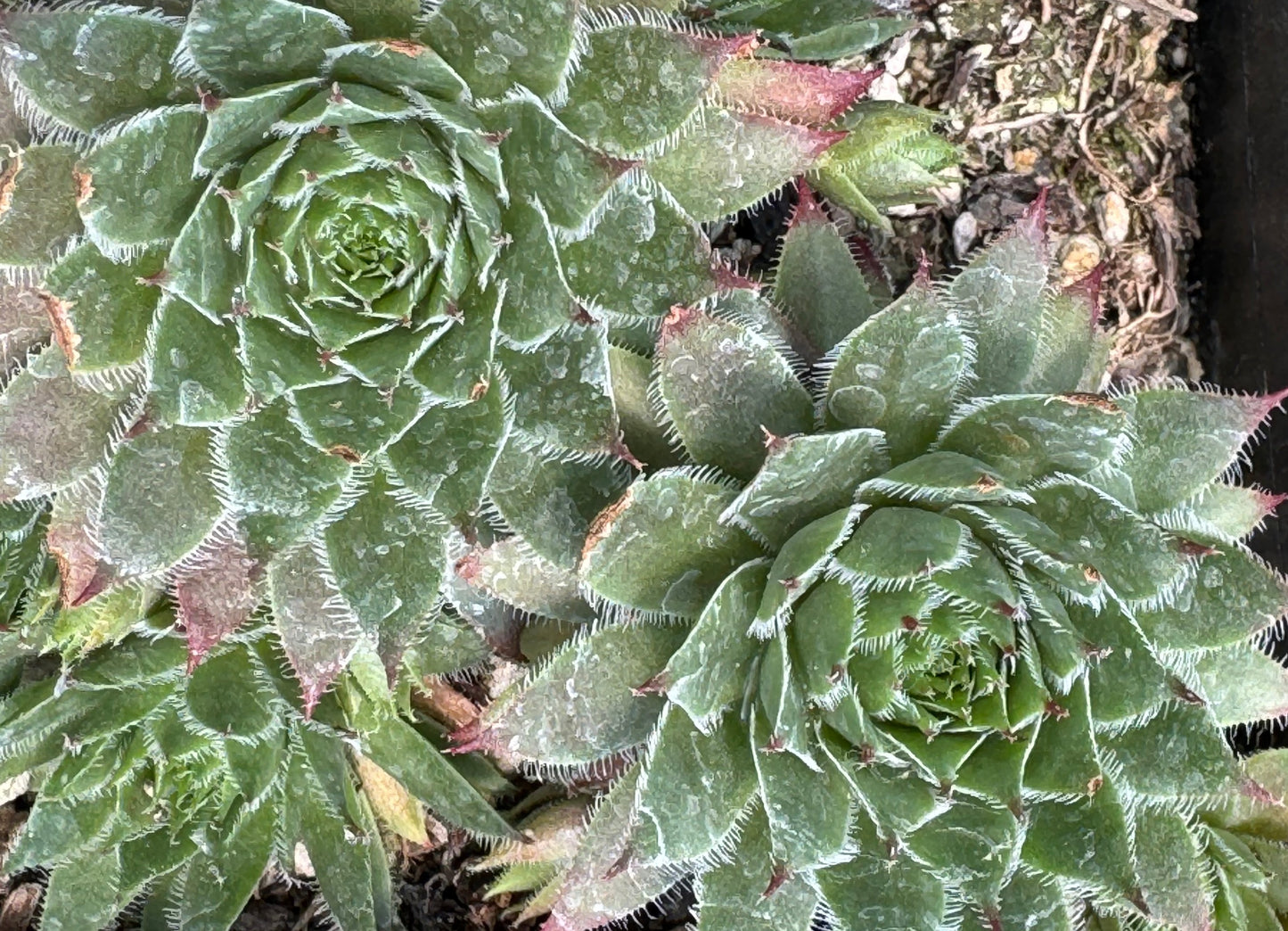 Sempervivum 'Rojin'