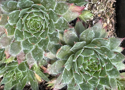 Sempervivum 'Rojin'